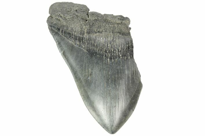 Partial, Fossil Megalodon Tooth - South Carolina #168334